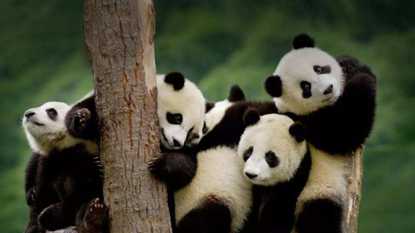 成都大熊猫网络示意图